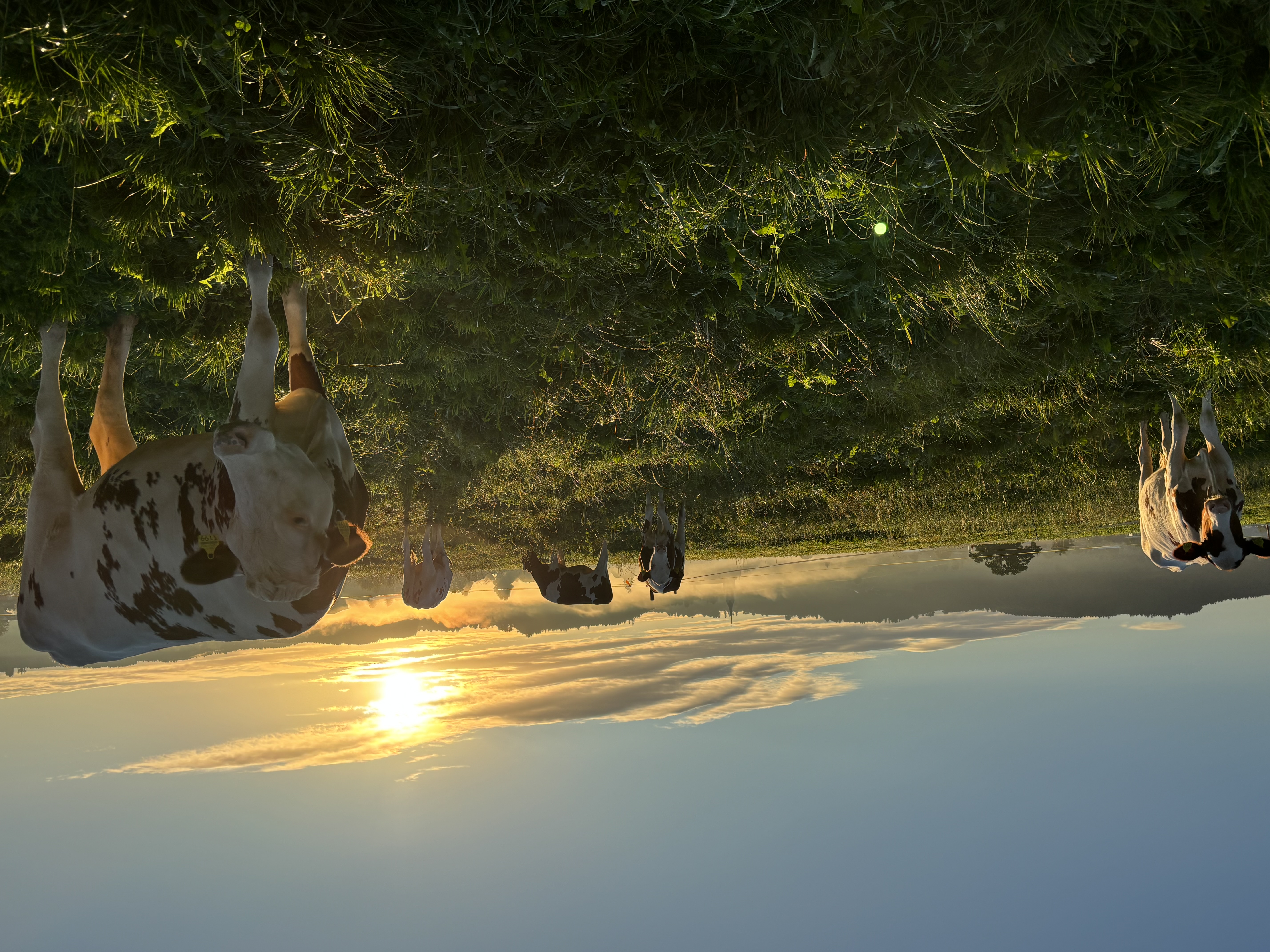 Morgenstimmung auf der Weide nach einer regnerischen Nacht. Im Hintergrund ist der Kirchenspitz der Pfarrkirche Grosswangen zu sehen. | Yvonne Birrer, Grosswangen