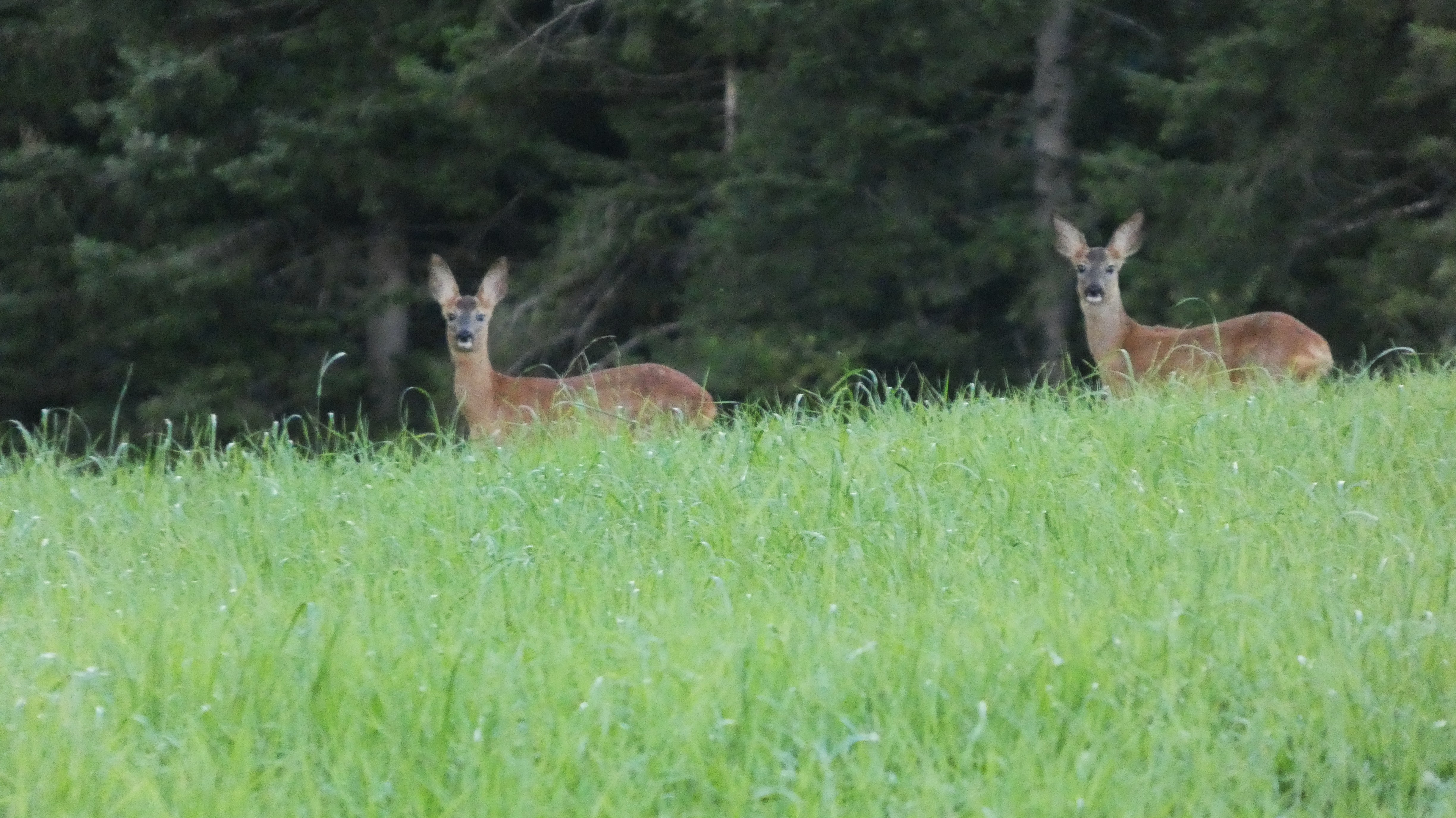 Bald geht die Jagd wieder los. | Josef Lustenberger, Wolhusen 