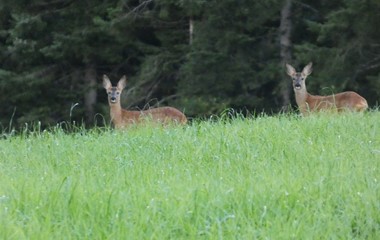 Bald geht die Jagd wieder los. | Josef Lustenberger, Wolhusen 