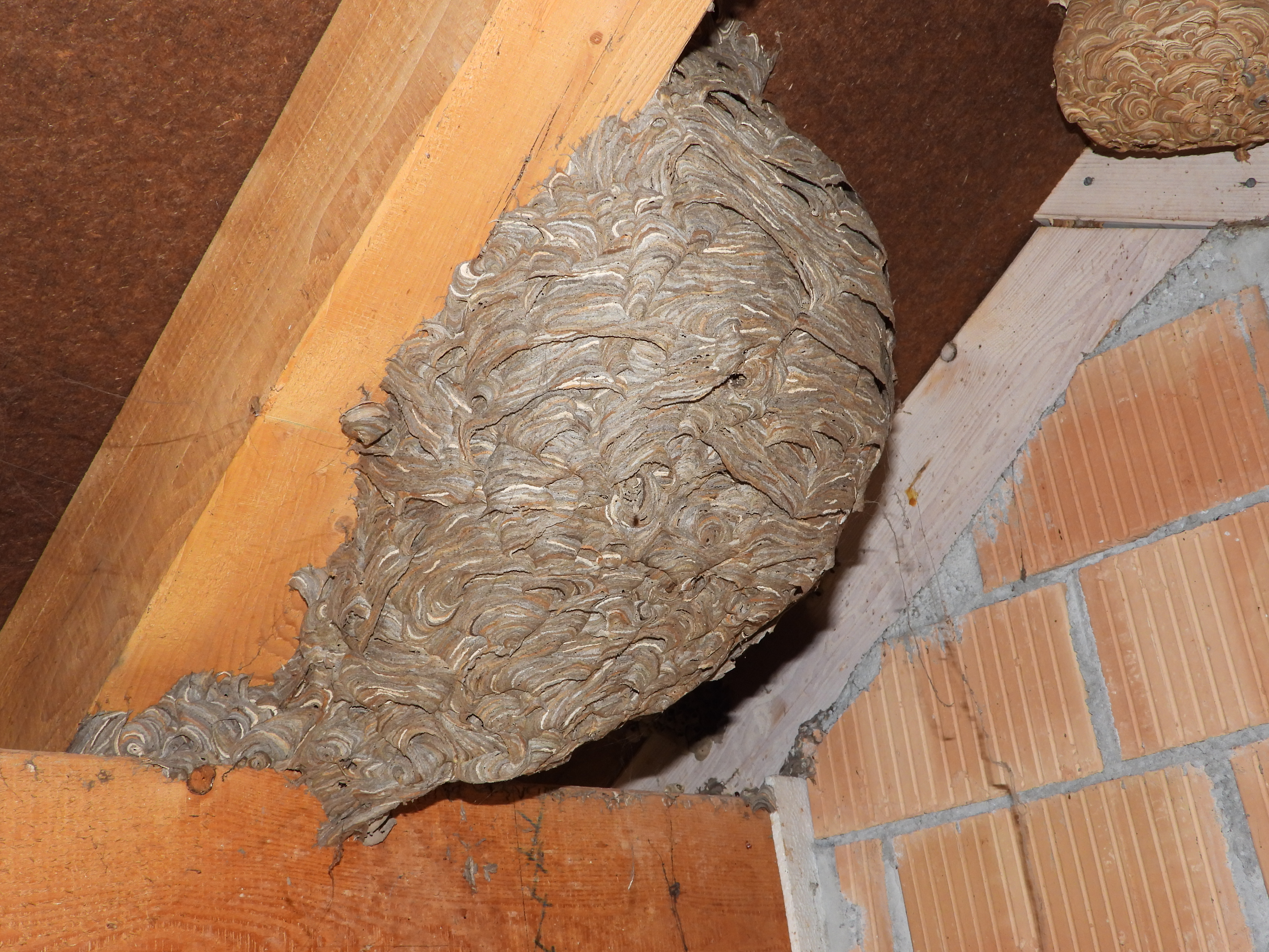 Im Estrich von Annemarie und Anton Grüter, Ruswil, haben Wespen kunstvolle Nester gebaut. | Simon Zehnder, Ruswil 