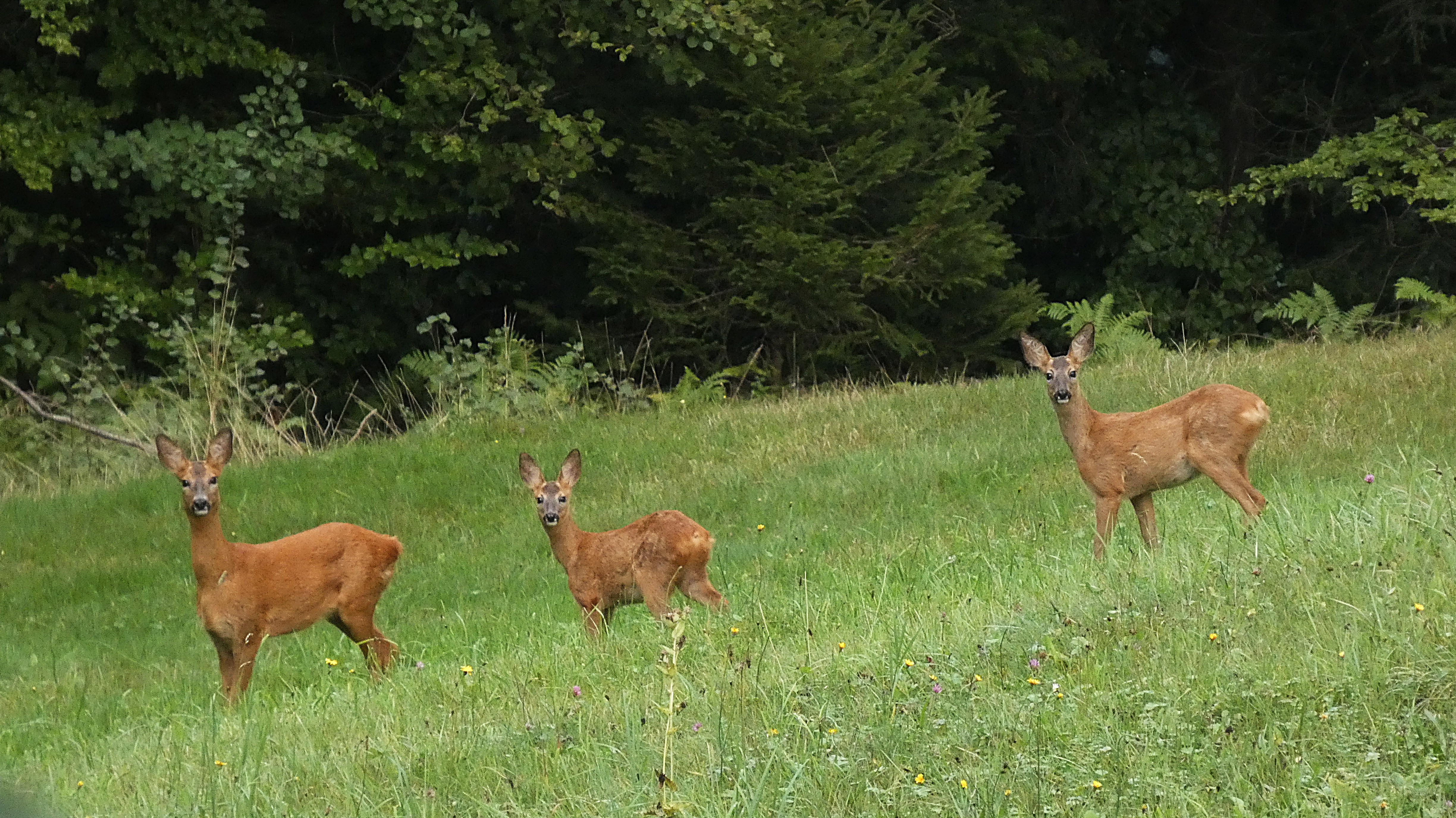Drei Rehe, entdeckt auf dem Steinhuserberg. | Josef Lustenberger, Wolhusen