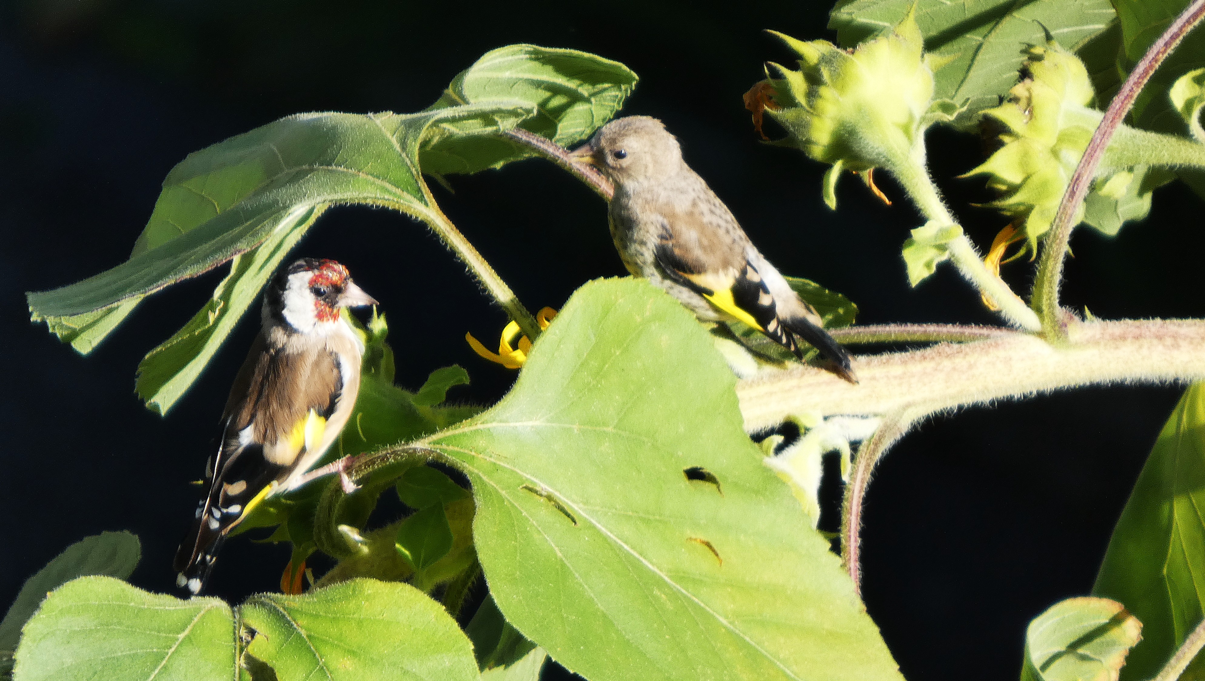 Zwei Distelfinken | Josef Lustenberger, Wolhusen