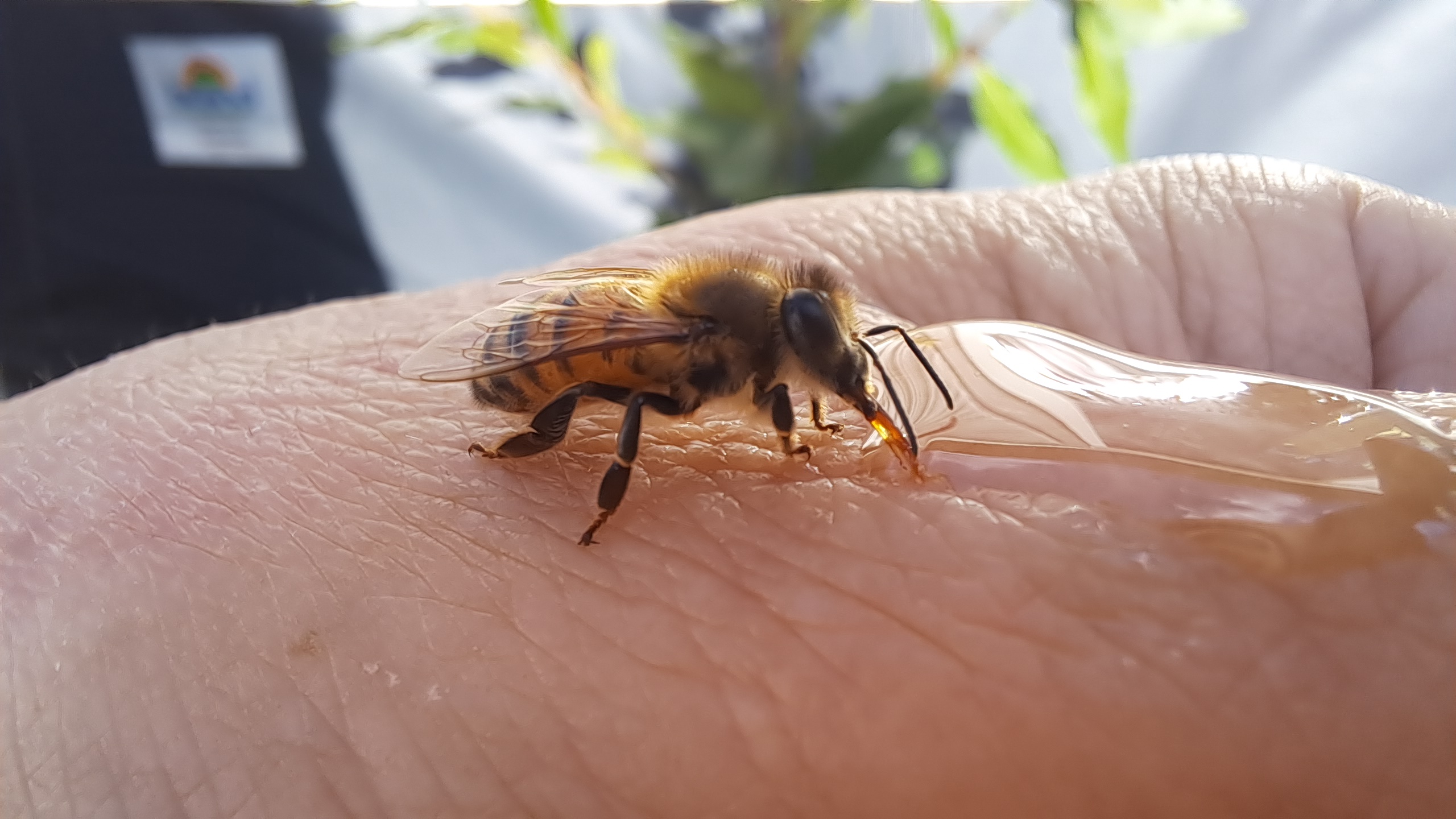 Die Biene lässt sich nicht vom Campingtrubel stören und geniesst genüsslich Honig auf dem Handrücken an der wärmenden Herbstsonne. | Foto Silvia Schweizer, Werthenstein 