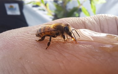 Die Biene lässt sich nicht vom Campingtrubel stören und geniesst genüsslich Honig auf dem Handrücken an der wärmenden Herbstsonne. | Foto Silvia Schweizer, Werthenstein 