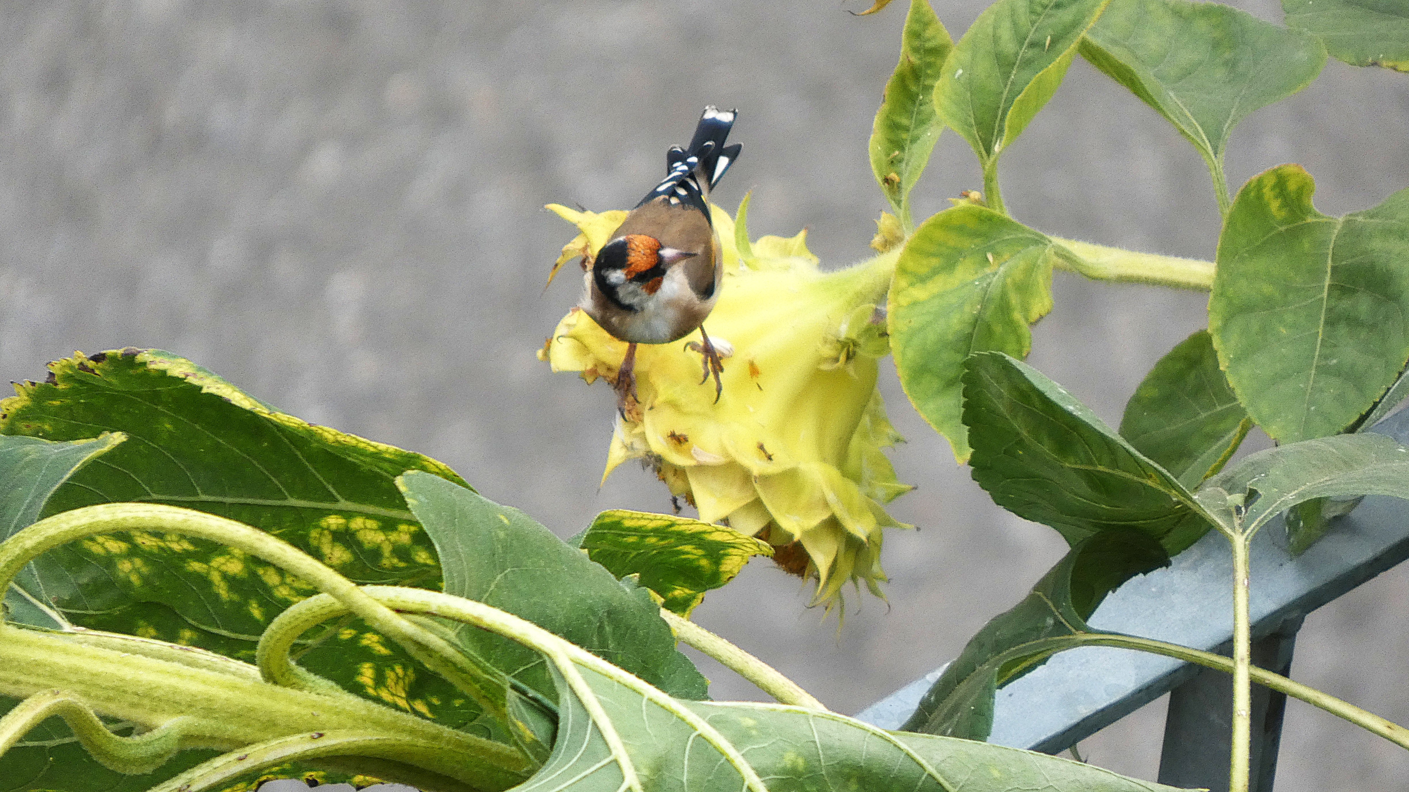 Die Nahrung für den Distelfink wird immer spärlicher. | Josef Lustenberger, Wolhusen