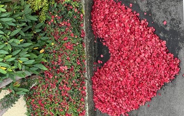 Auch der Herbst kann herzhaft sein.  | Hans Felder, Ruswil 