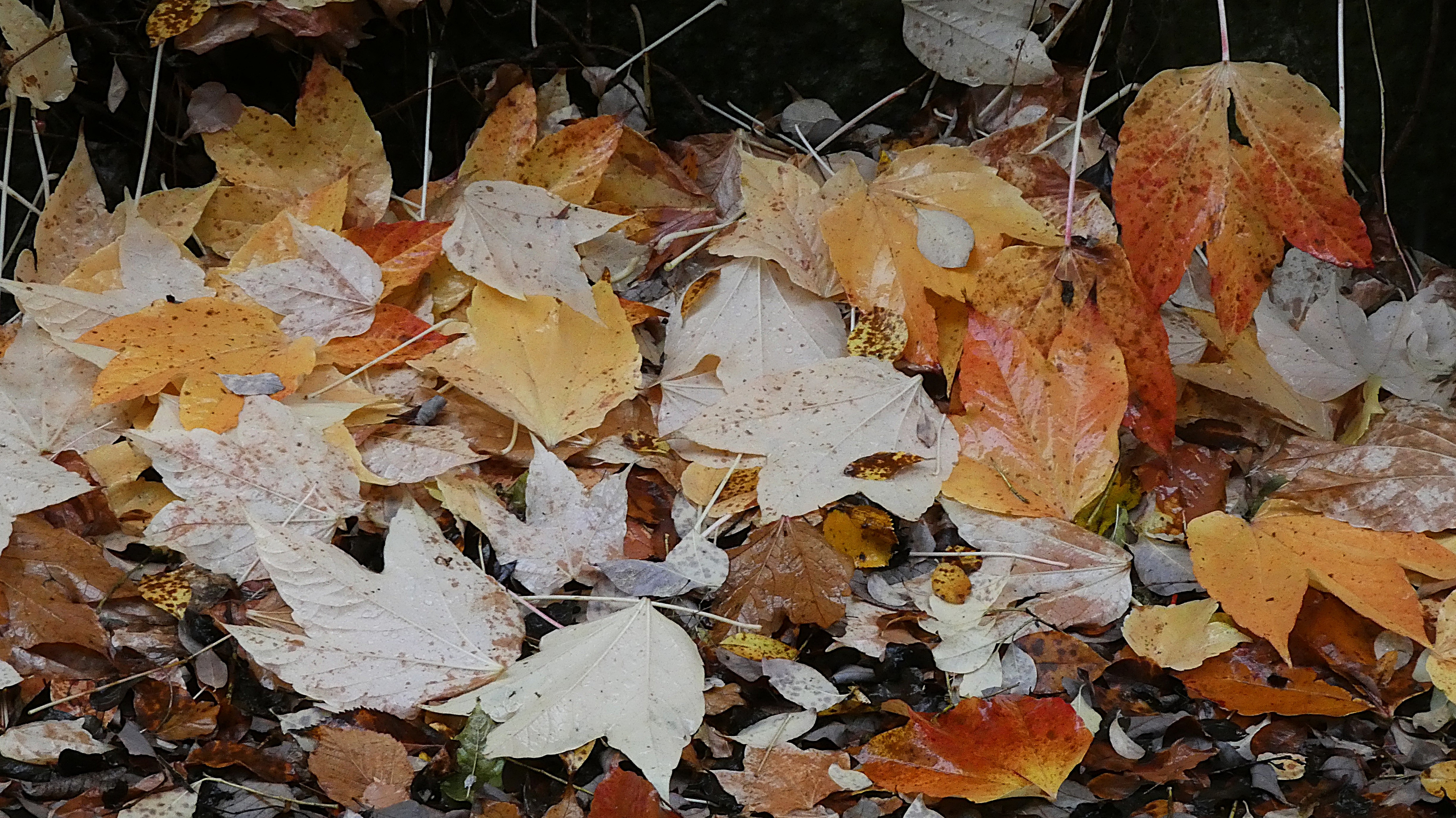 Wenn die Blätter von den Bäumen fallen.   | Josef Lustenberger, Wolhusen 