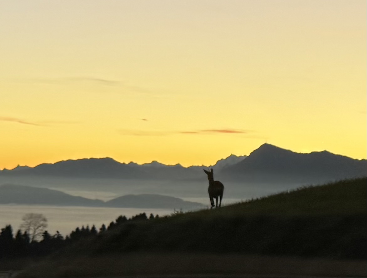 Morgenstimmung zwischen Linde und Strick mit Rehli | Anna Müller-Keller