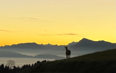 Morgenstimmung zwischen Linde und Strick mit Rehli | Anna Müller-Keller