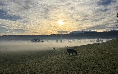 Morgenstimmung beim Ruswiler Hof Tan | Maurin Koch, Werthenstein