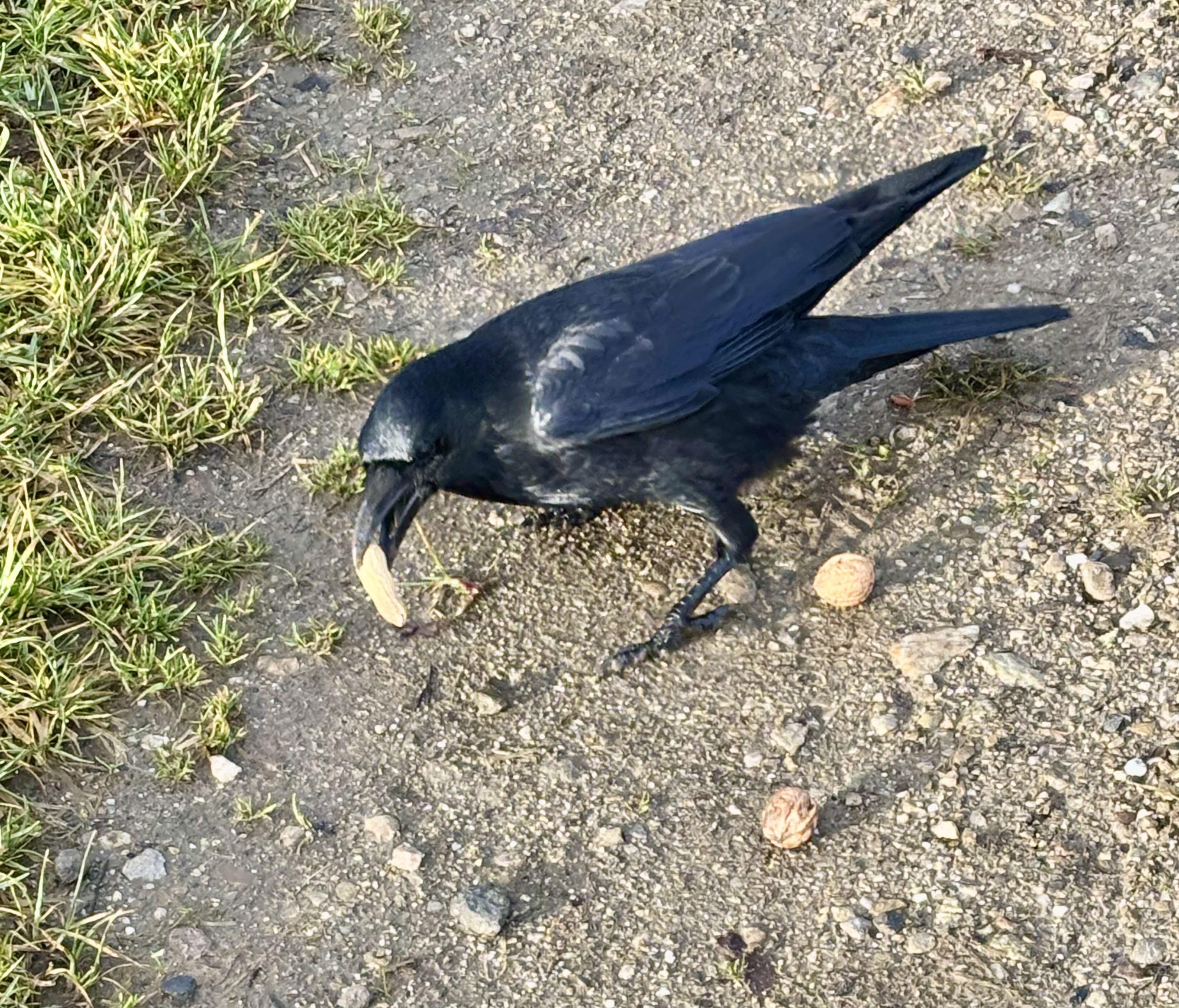 Auch Raben lieben Nüsse | Toni Koller, Grosswangen