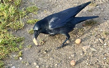 Auch Raben lieben Nüsse | Toni Koller, Grosswangen