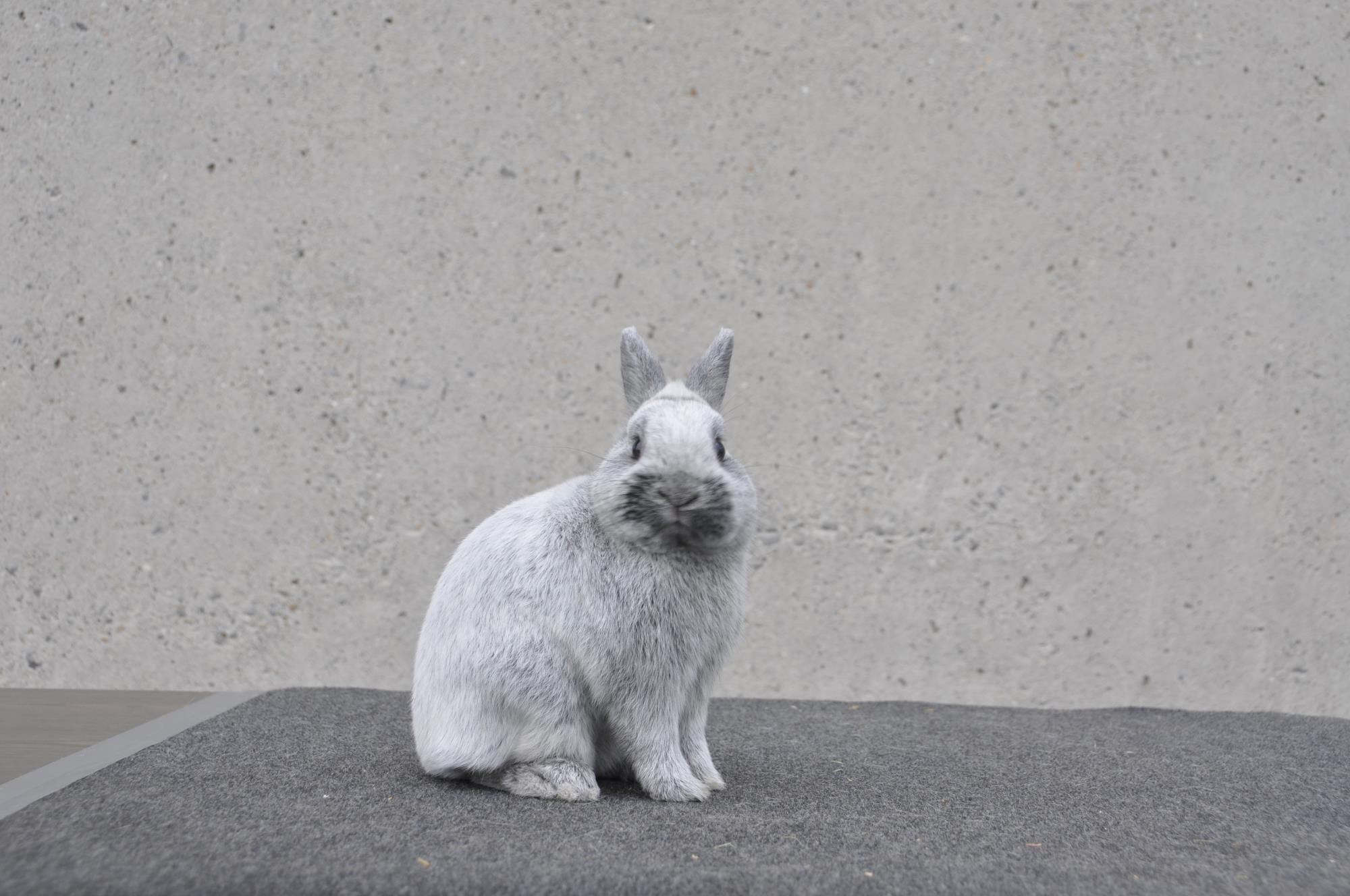 Über 1500 Kleintiere, darunter 1000 Zwergkaninchen, sind in Buttisholz zu sehen. Foto Marco Mehr