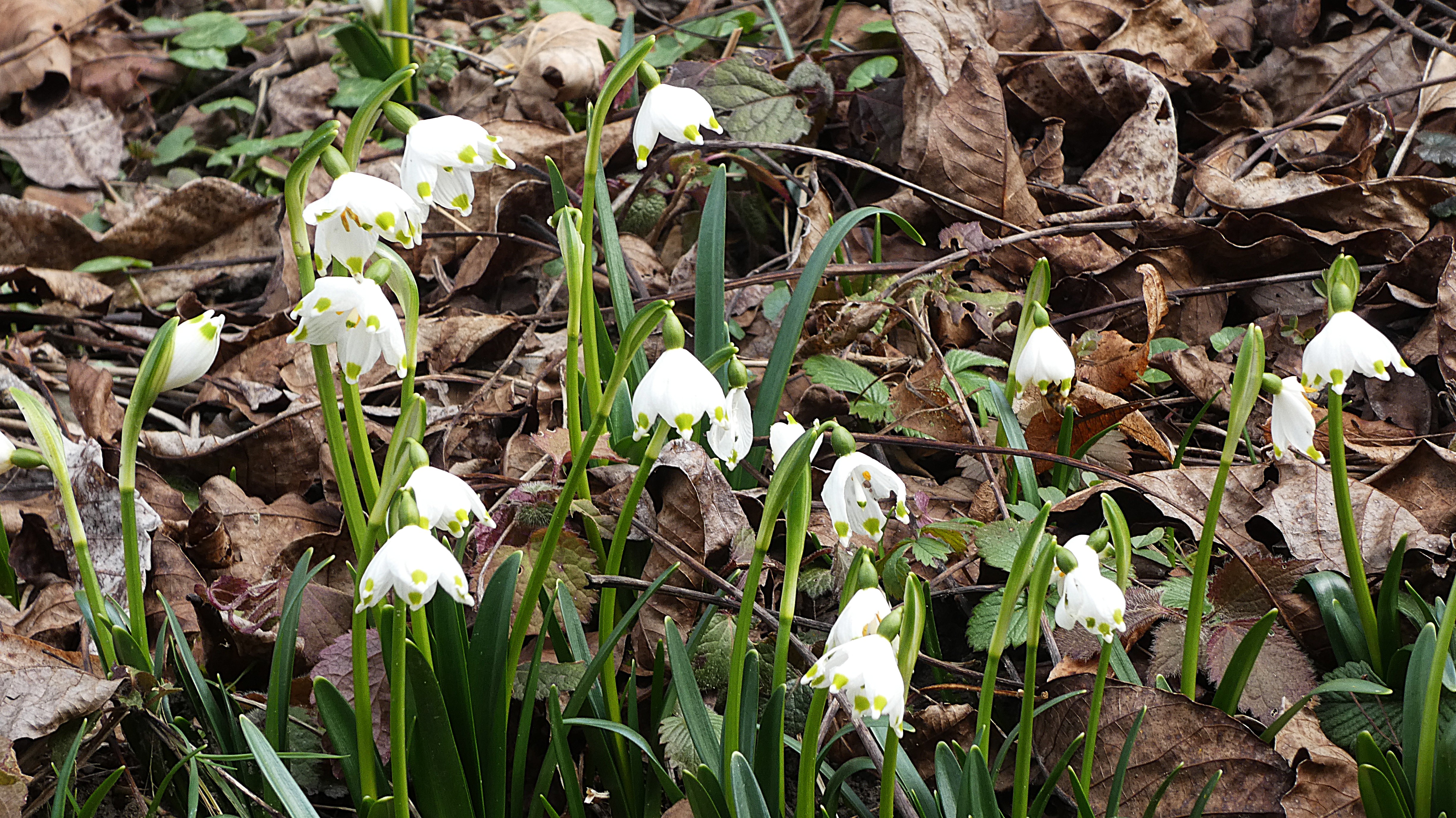 Die blühenden Märzenbecher künden den Frühling an. | Josef Lustenberger, Wolhusen