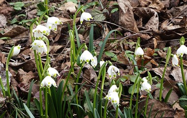 Die blühenden Märzenbecher künden den Frühling an. | Josef Lustenberger, Wolhusen