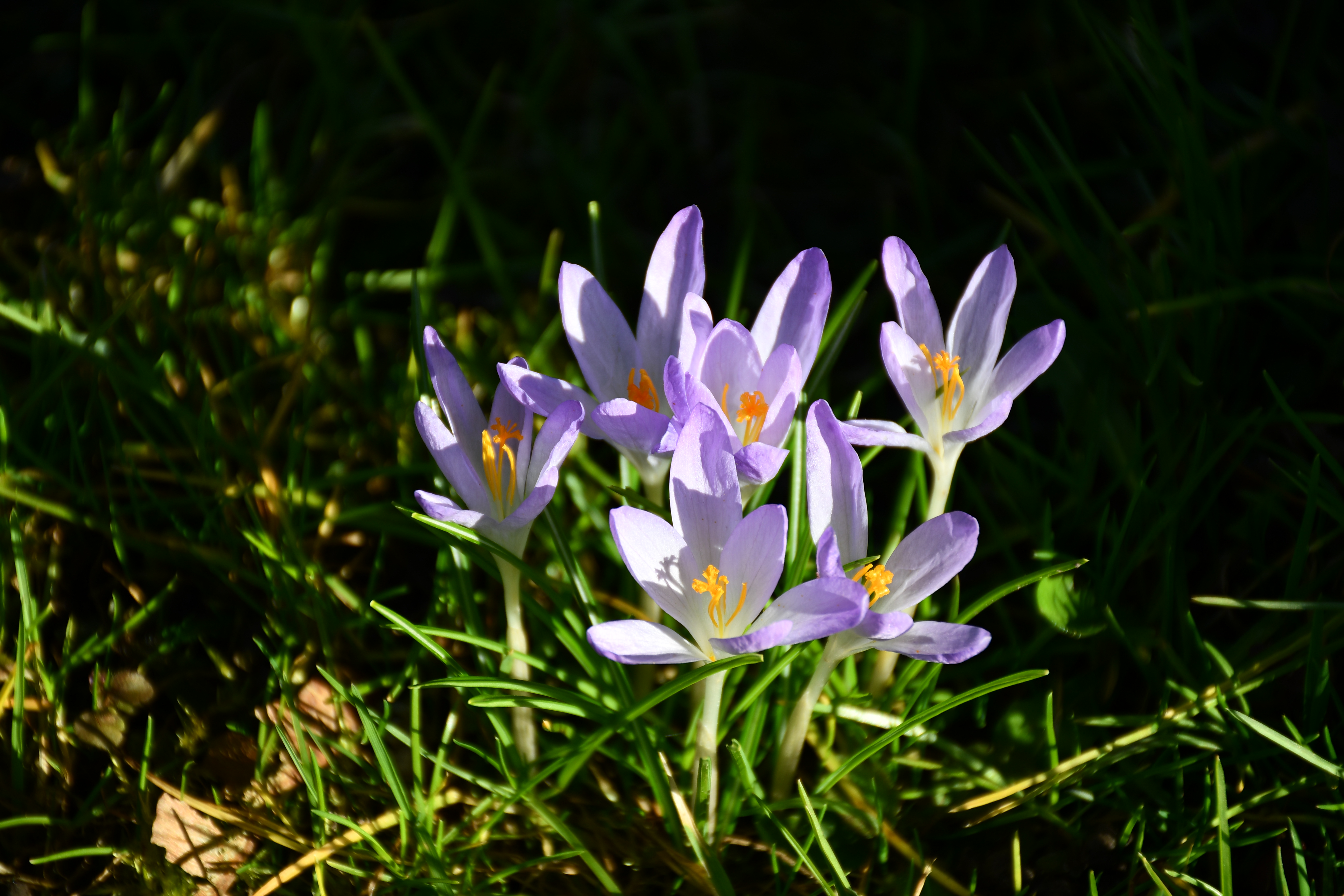 Elfen-Krokusse in der Abendsonne | Toni Koller, Grosswangen