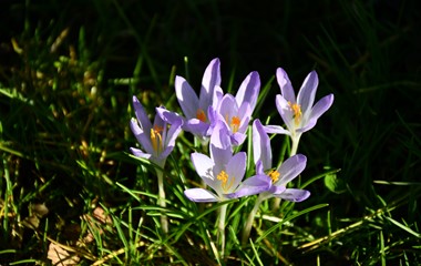 Elfen-Krokusse in der Abendsonne | Toni Koller, Grosswangen