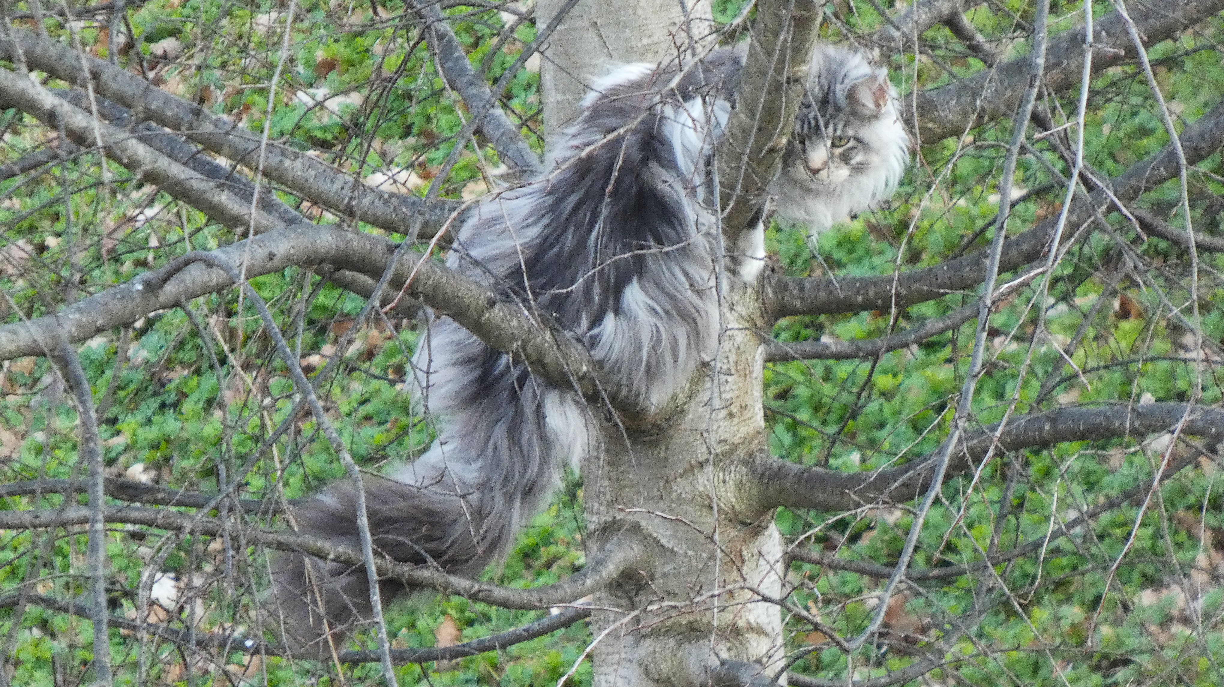 Eine neue Bauernregel: Miaut die Katze auf dem Baum, so ändert sich das Wetter kaum.  | Josef Lustenberger, Wolhusen 