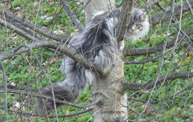Eine neue Bauernregel: Miaut die Katze auf dem Baum, so ändert sich das Wetter kaum.  | Josef Lustenberger, Wolhusen 