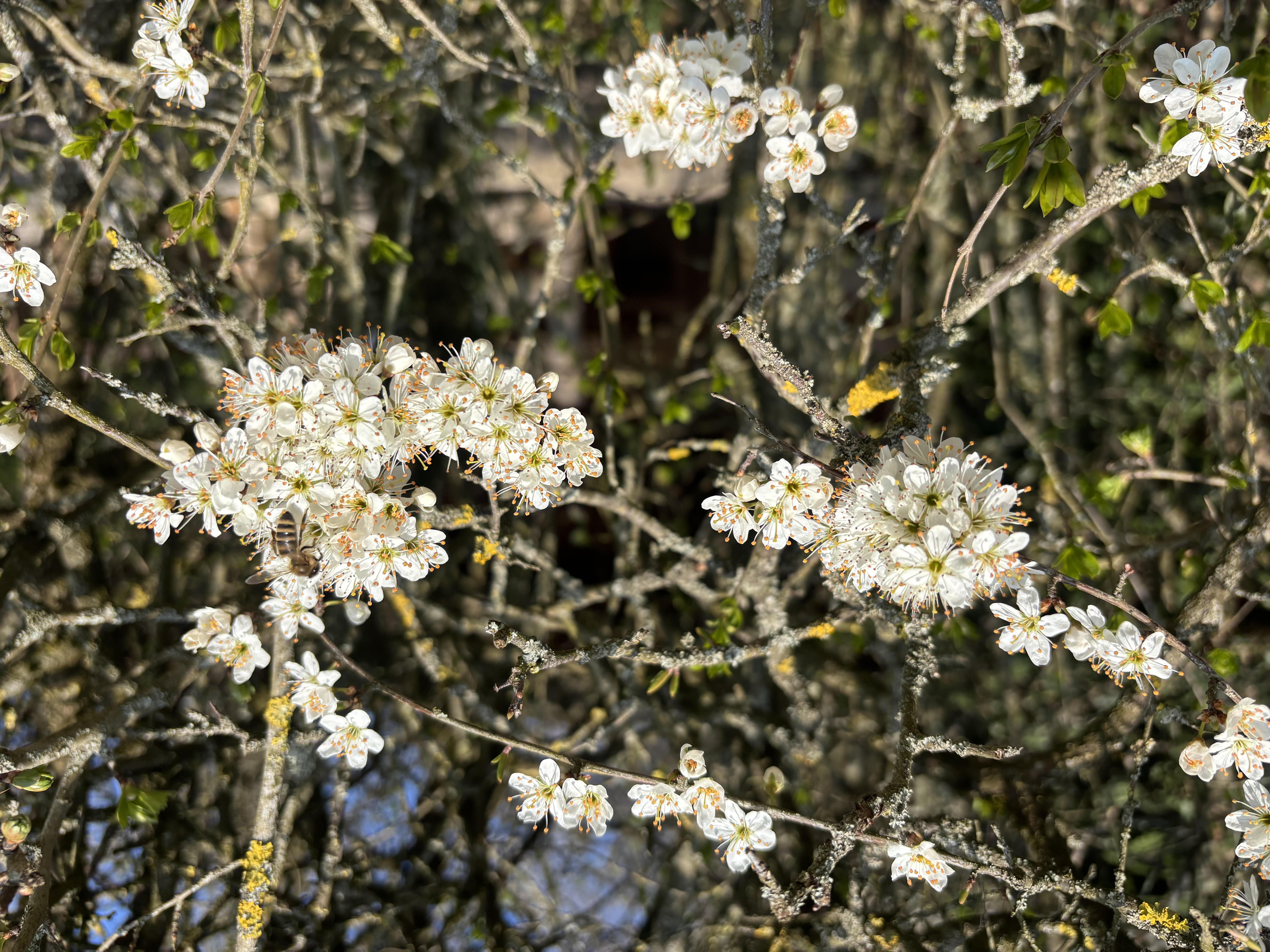Die Bienen nutzen das herrliche Frühlingswetter, hier an einem Busch auf dem Wellberg. | Yvonne Birrer, Grosswangen 