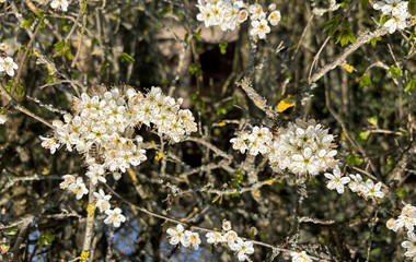Die Bienen nutzen das herrliche Frühlingswetter, hier an einem Busch auf dem Wellberg. | Yvonne Birrer, Grosswangen 