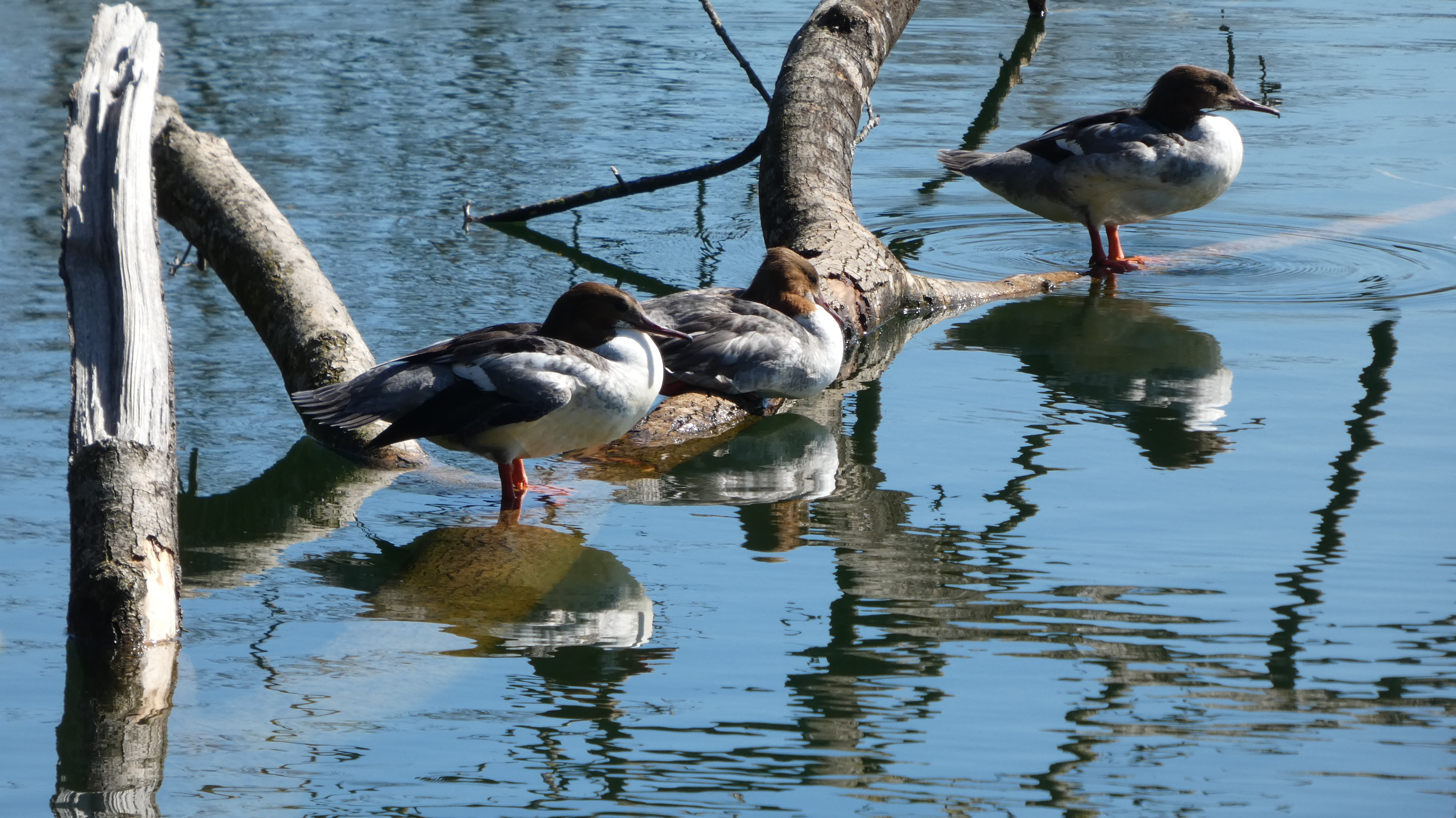 Drei Gänsesäger geniessen beim Soppensee den warmen Sonnenschein. | Josef Lustenberger, Wolhusen