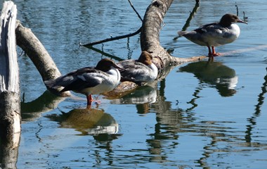 Drei Gänsesäger geniessen beim Soppensee den warmen Sonnenschein. | Josef Lustenberger, Wolhusen