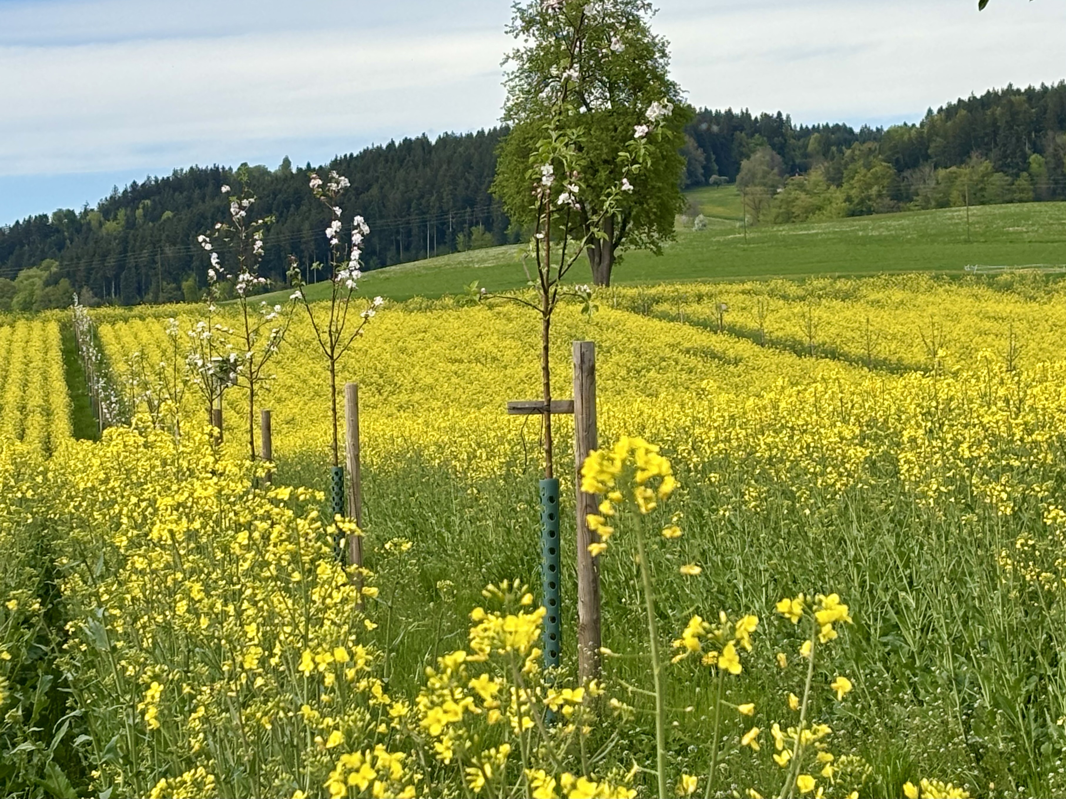 Rapsfeld in der Abendsonne | Toni Koller, Grosswangen