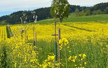 Rapsfeld in der Abendsonne | Toni Koller, Grosswangen