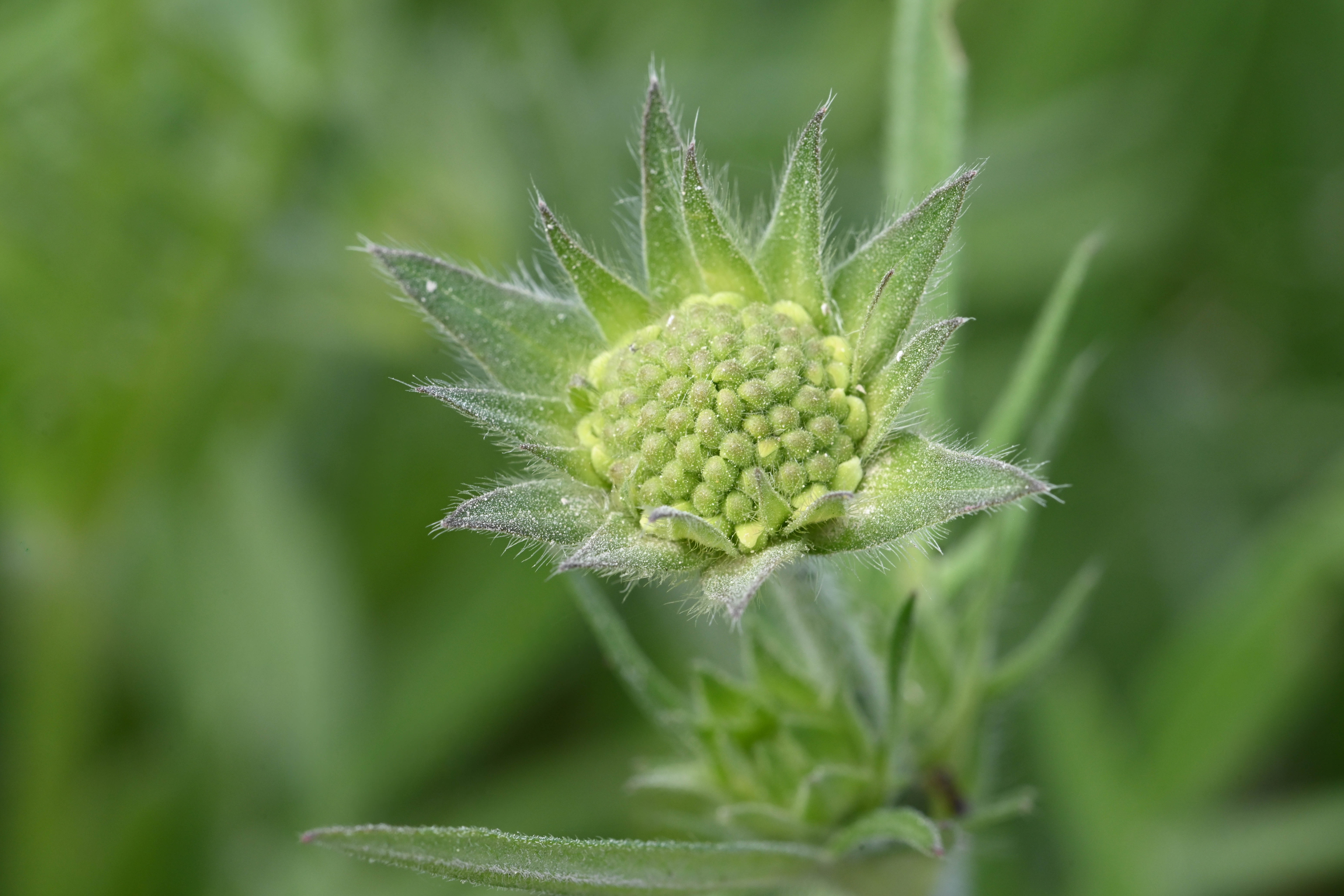Frühlingshafte Makroaufnahme | Markus Suppiger, Buttisholz