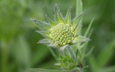 Frühlingshafte Makroaufnahme | Markus Suppiger, Buttisholz