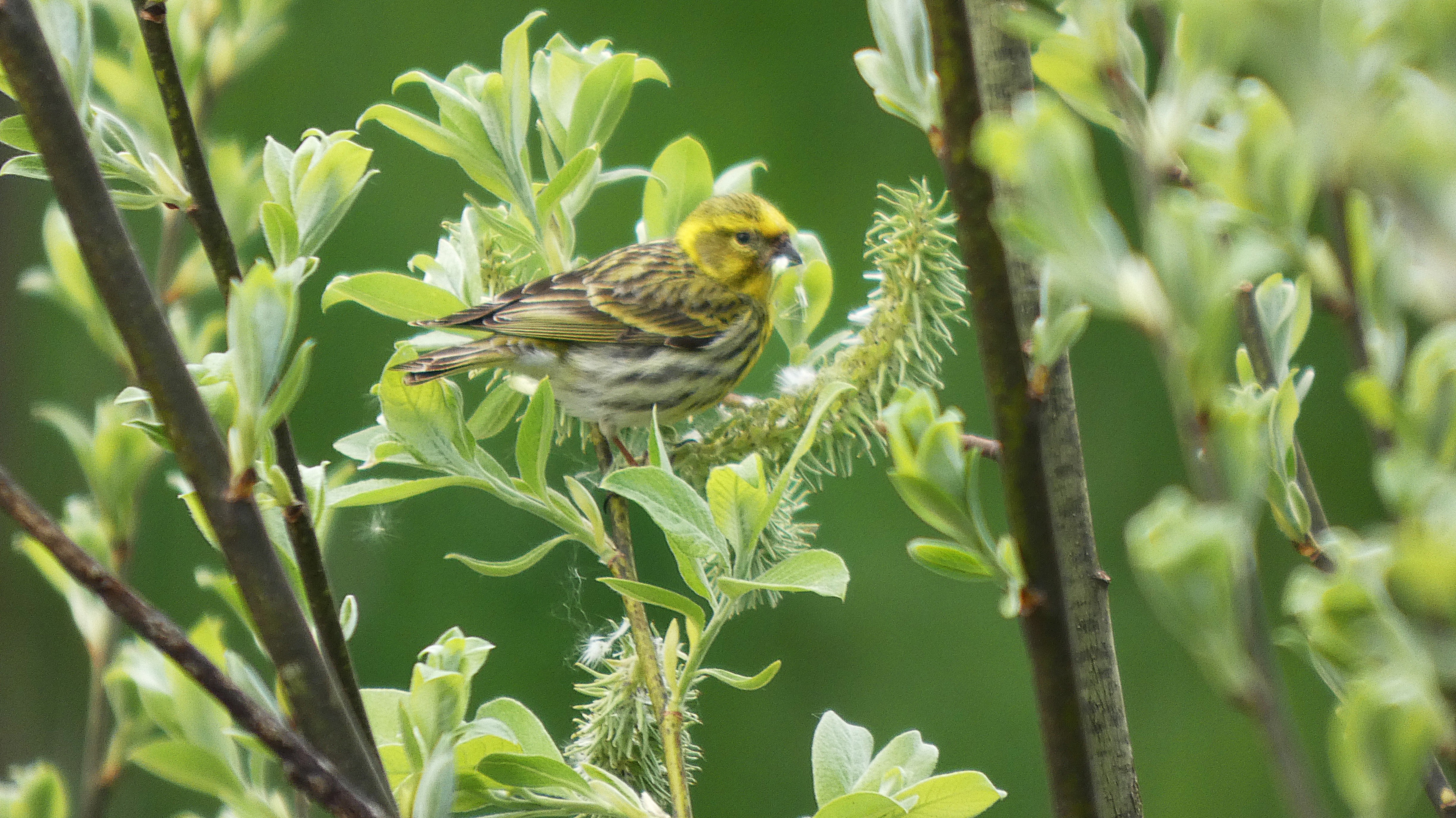 Girlitz in den Stauden | Josef Lustenberger, Wolhusen