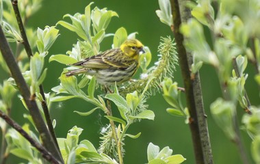 Girlitz in den Stauden | Josef Lustenberger, Wolhusen