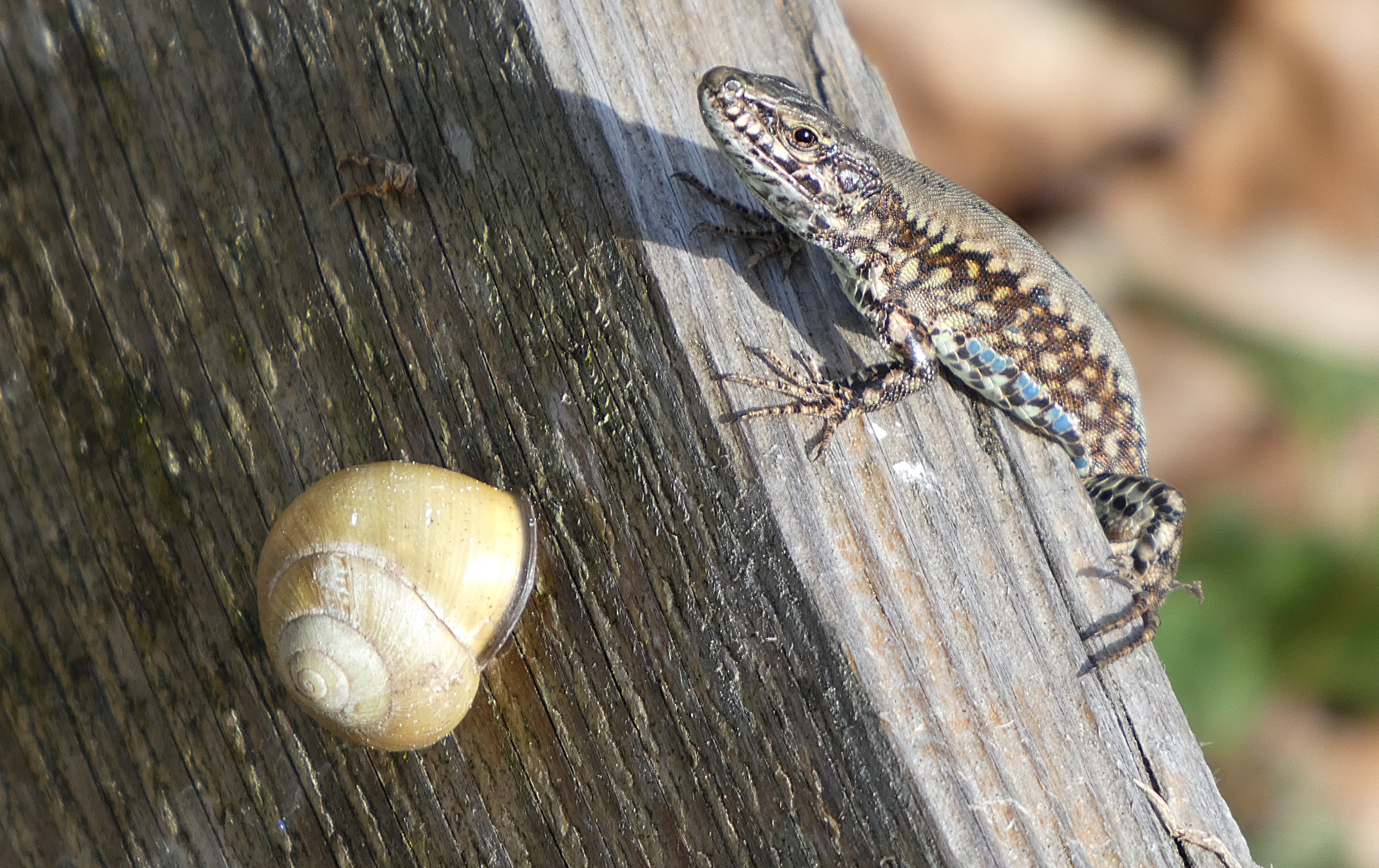 Eine Mauereidechse auf Besuch bei der Häuschen-Schnecke. | Josef Lustenberger, Wolhusen