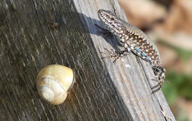 Eine Mauereidechse auf Besuch bei der Häuschen-Schnecke. | Josef Lustenberger, Wolhusen
