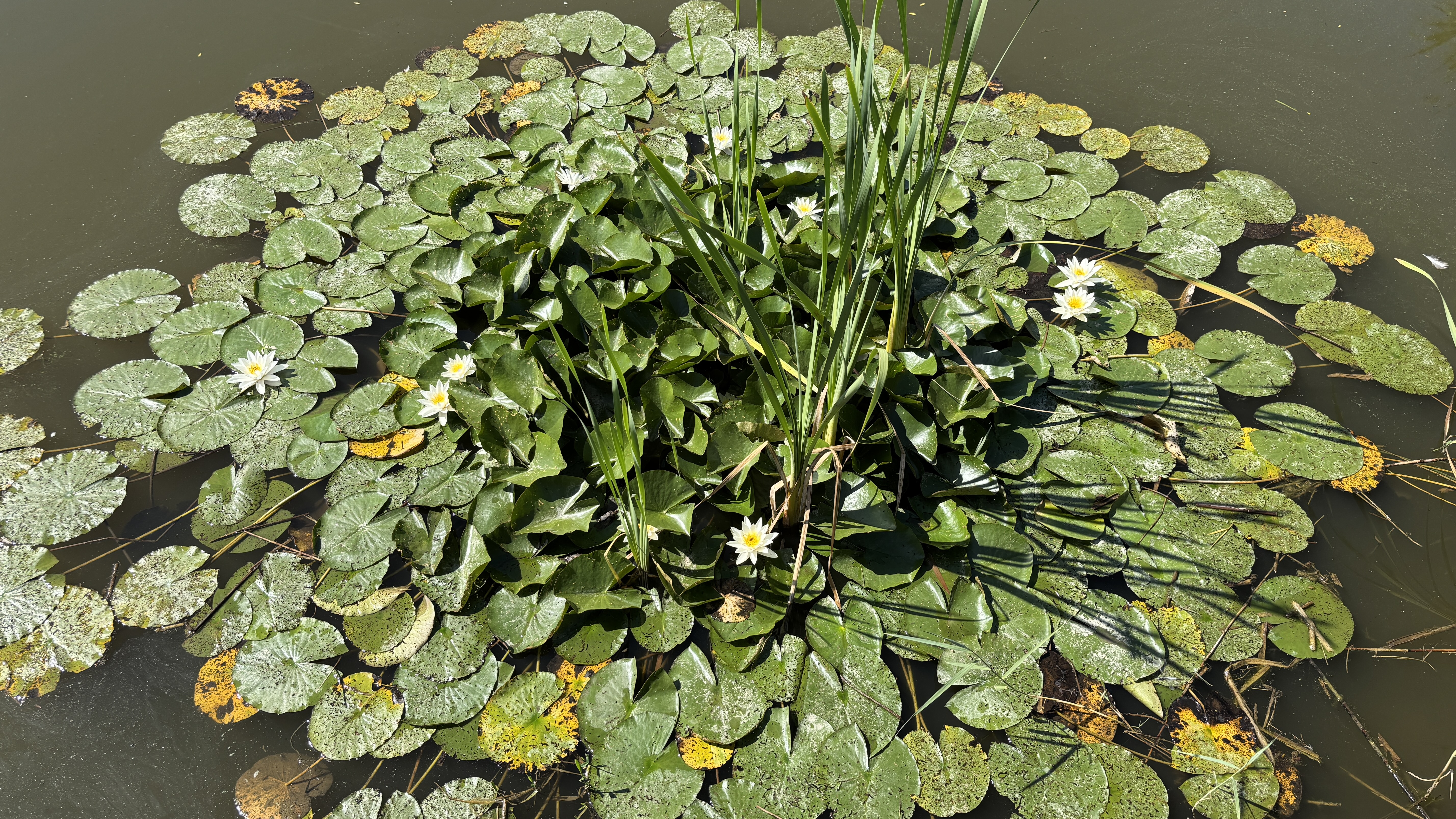 Wer wäre im Moment nicht gerne eine Seerose im kühlen Nass? | Franz Zemp, Buttisholz