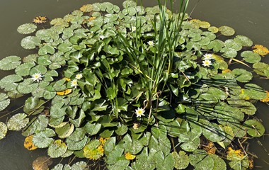Wer wäre im Moment nicht gerne eine Seerose im kühlen Nass? | Franz Zemp, Buttisholz