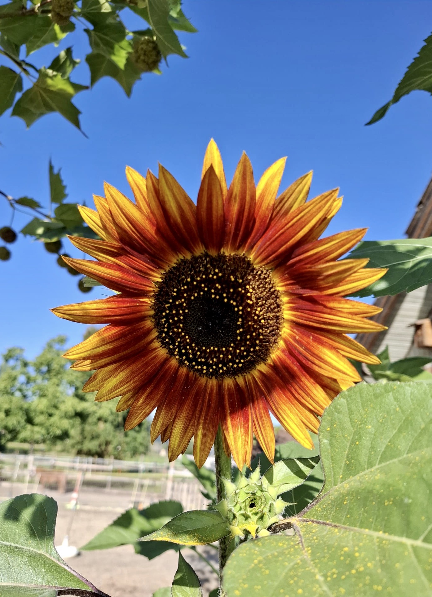 Eine Sonnenblume erstrahlt in ihrer Schönheit.  | Emilie Koller, Grosswangen 