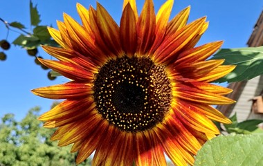 Eine Sonnenblume erstrahlt in ihrer Schönheit.  | Emilie Koller, Grosswangen 