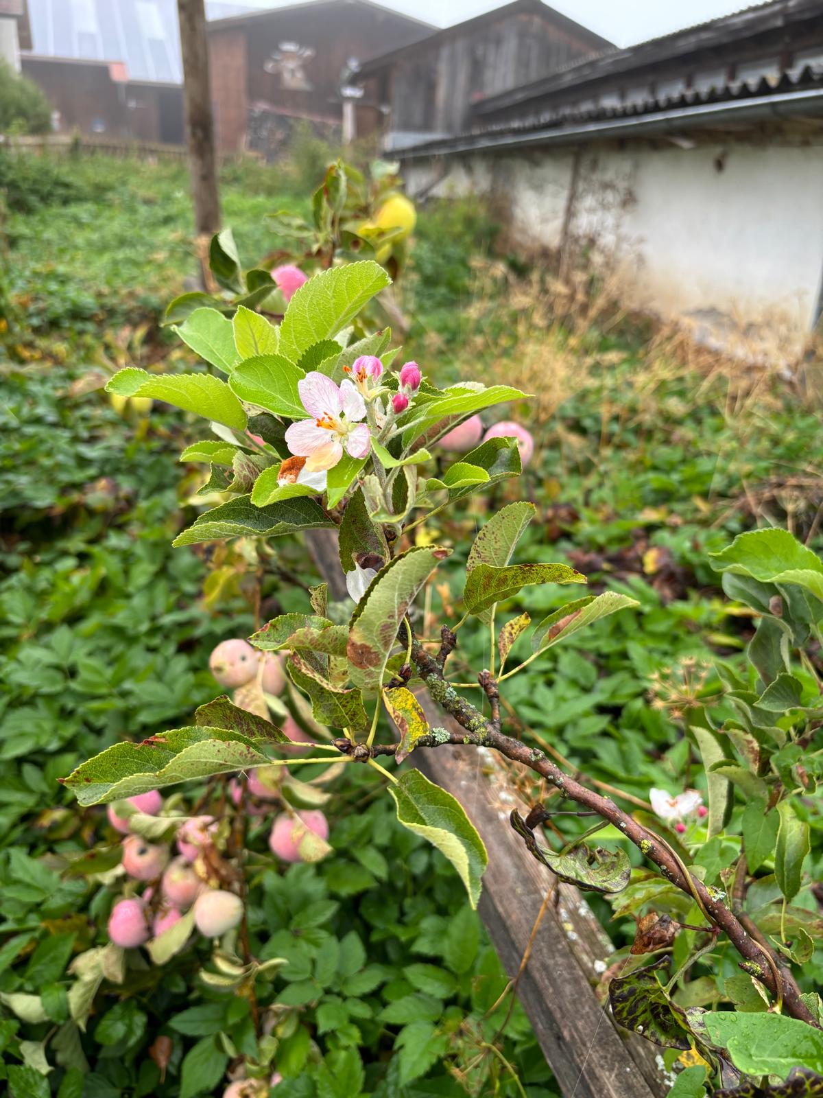 Frühling und Herbst zusammen | Susanna Zihlmann, Sigigen 