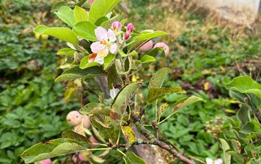 Frühling und Herbst zusammen | Susanna Zihlmann, Sigigen 
