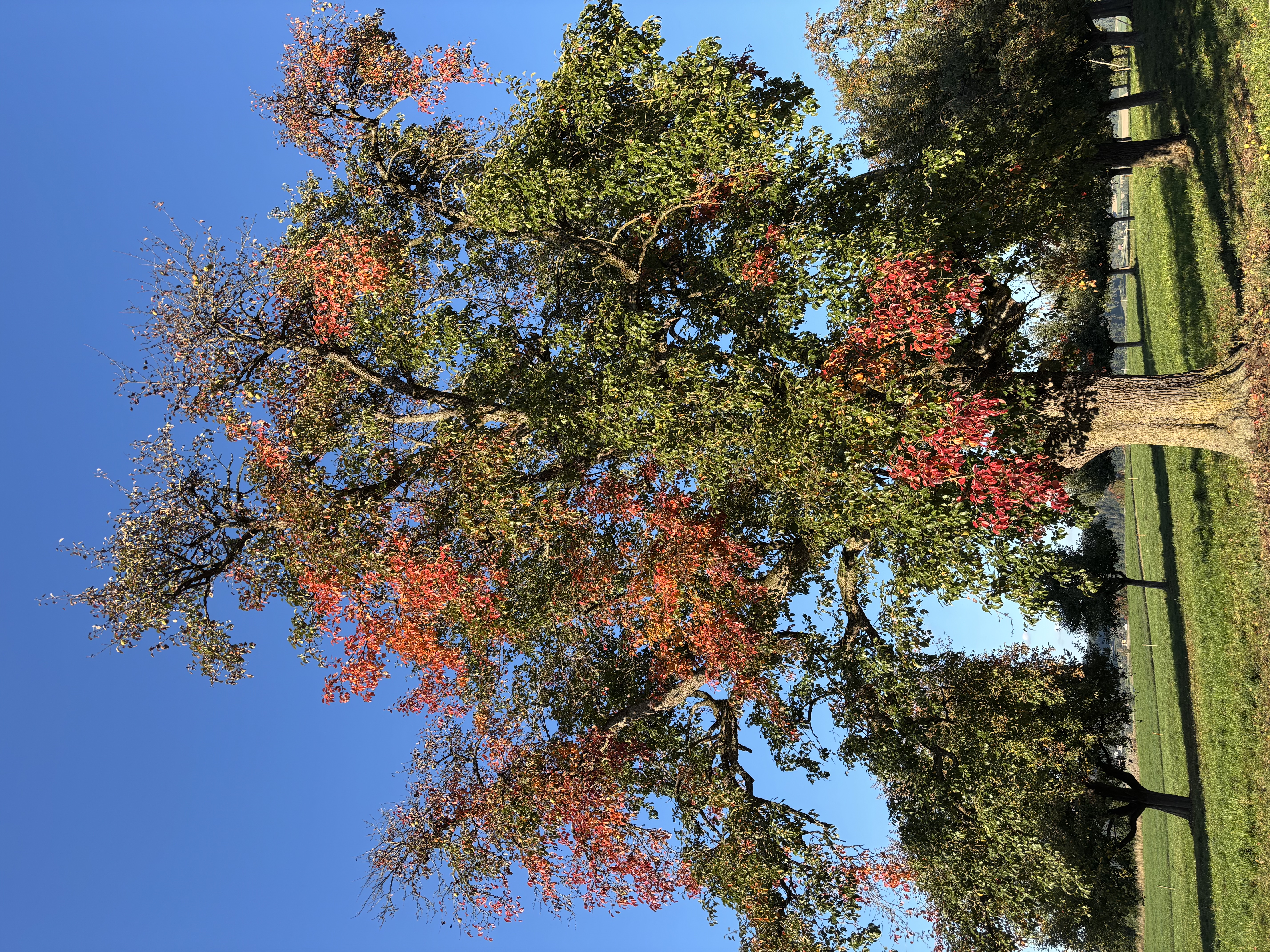 Der Birnbaum im golden bunten Herbstgewand. | Jonas Birrer 