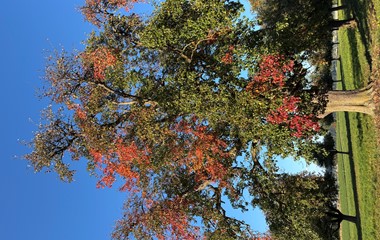 Der Birnbaum im golden bunten Herbstgewand. | Jonas Birrer 