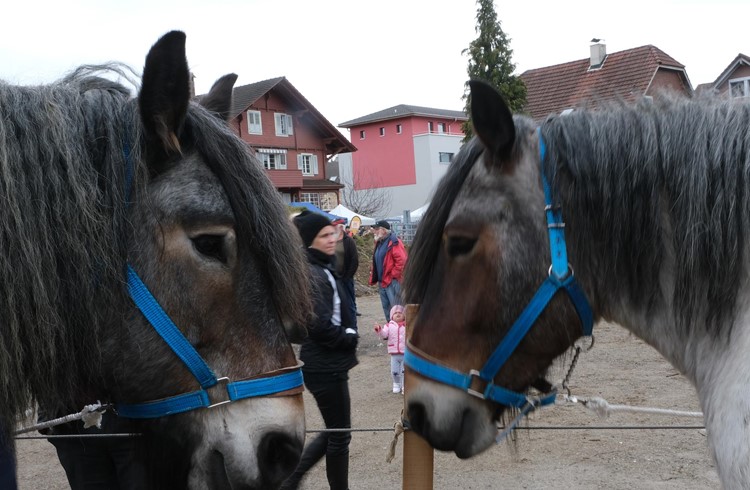 Pferdekopf an Pferdekopf – Wer gefällt besser? Fotos Hannes Bucher