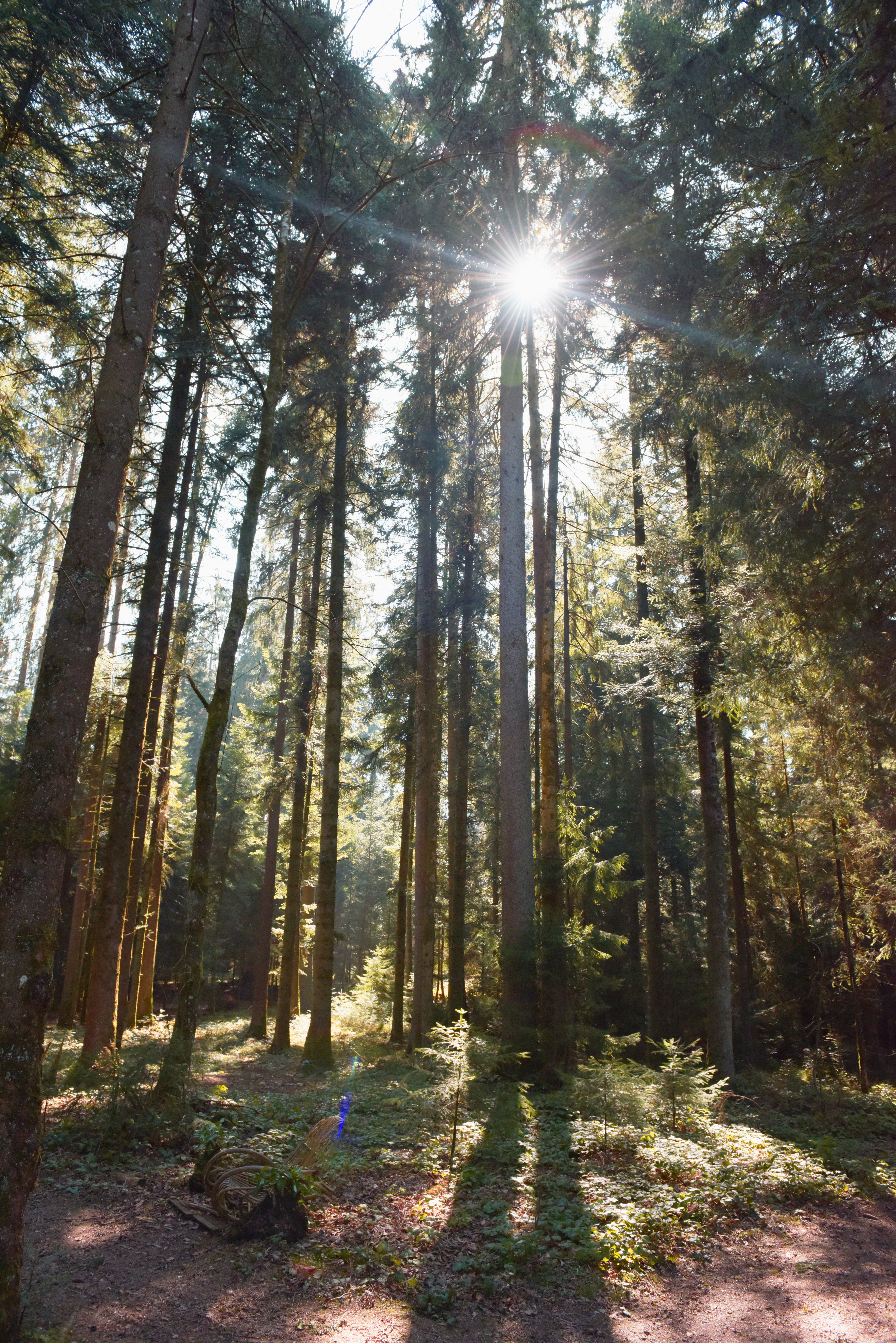 Sonnenlichtstimmung im Schächbeler Wald, Ruswil  | Michael Wyss    