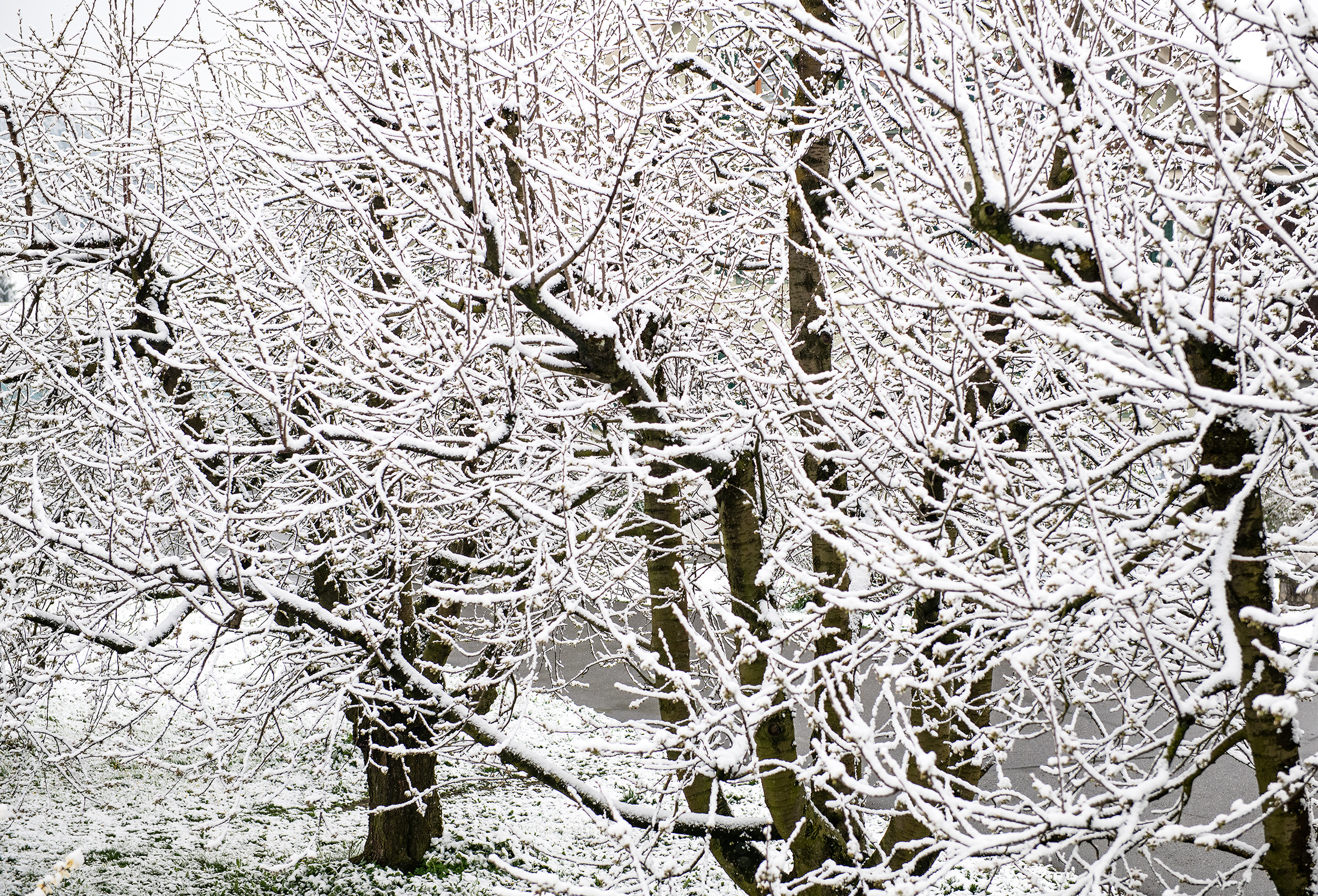 So kommt gar nicht Frühlingstimmung auf. Kirschbäume verschneit wie im Winter! | Stefan Dubach, Ruswil