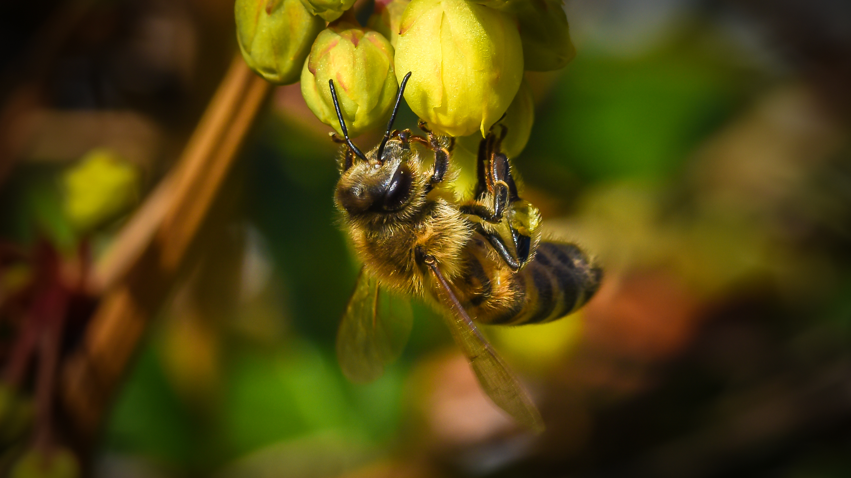 Da mir der Frühling so gut gefällt, war ich auf der Suche nach Bienen.  | Markus Suppiger, Buttisholz