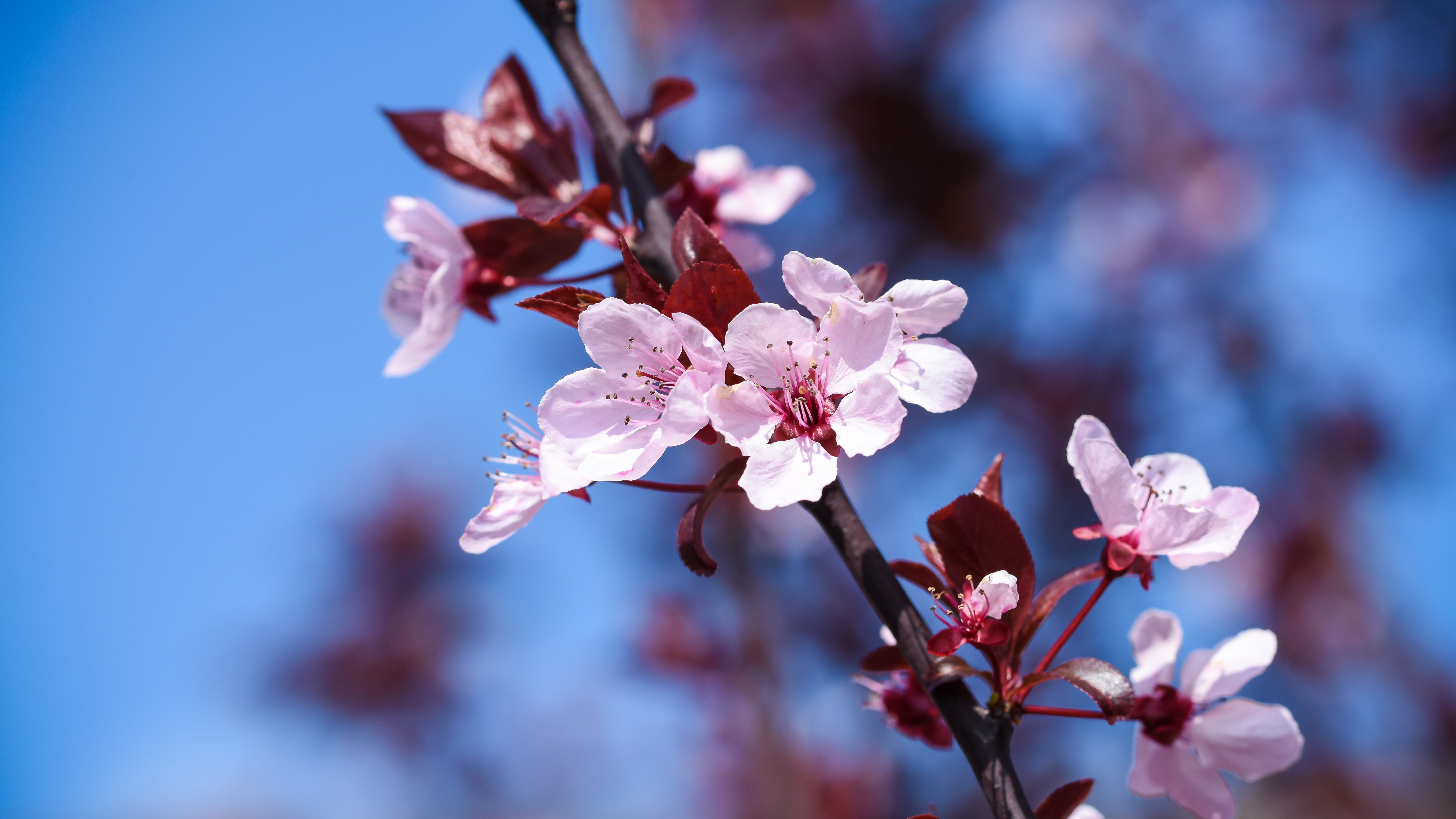 Der Frühling zeigt sich farbenprächtig | Markus Suppiger, Buttisholz