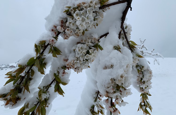 Frühlings-Bluescht mit Schnee garniert. Foto Erwin Ottiger4