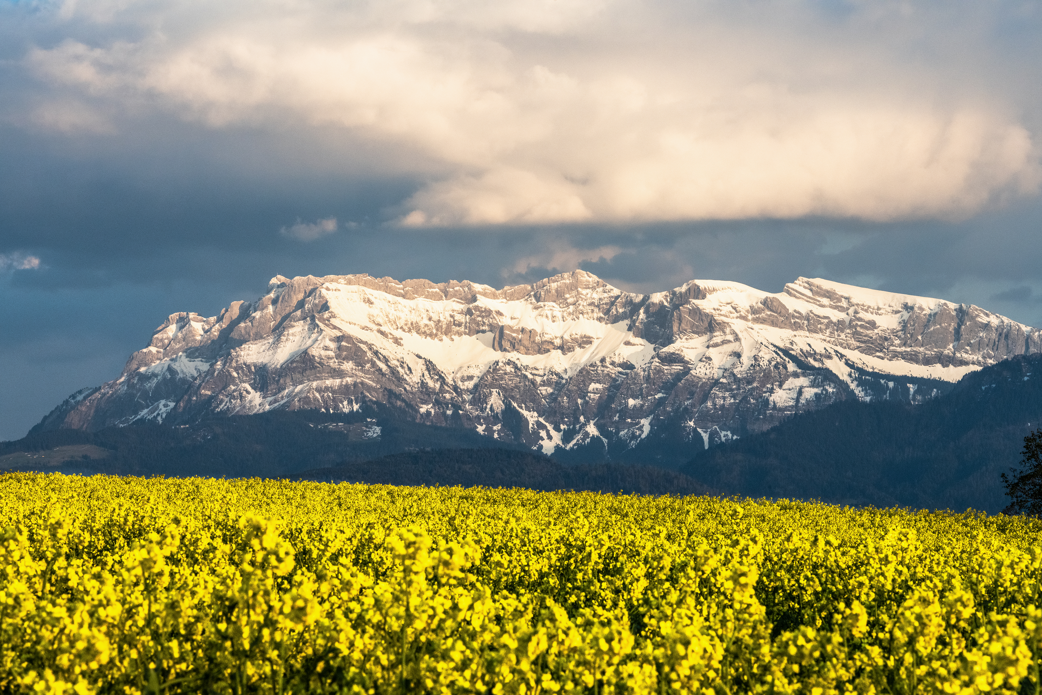 Im Kontrast: Schnee und Rapsfeld, aufgenommen auf dem Ruswilerberg. | Stefan Dubach, Ruswil